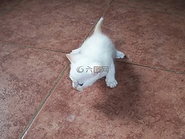 貓,小貓,動物