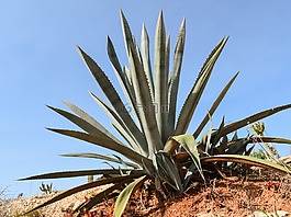 蘆薈,植物,仙人掌