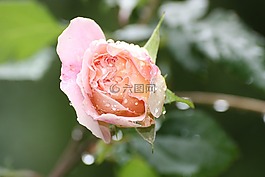 玫瑰,粉紅色,粉紅色的玫瑰