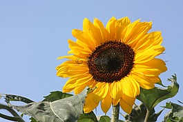 太陽花,花,性質(zhì)