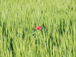 春,原野,花
