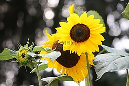 太陽花,黃色,關(guān)閉