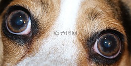 眼睛,狗,關(guān)閉了