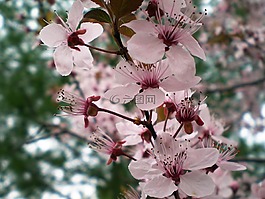 梅花,树,鲜花