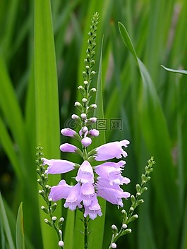 花園,花,塔