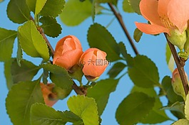 芽,年輕,花