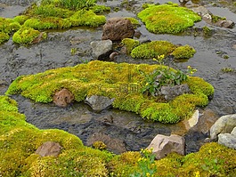 草甸,布鲁克,天堂