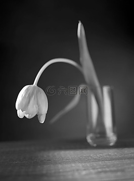 郁金香,花,累了