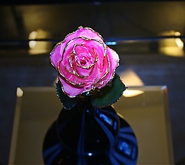 玫瑰,漆,花