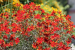 鮮花,紅色,朵紅色的花