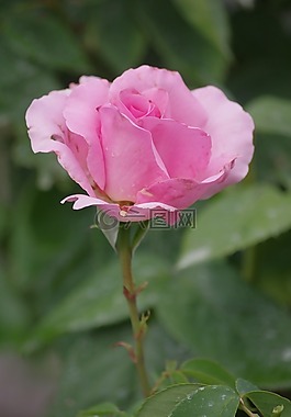 粉色,夏季,花園