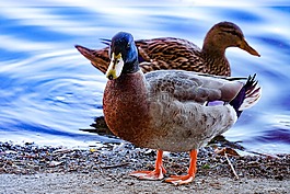 鴨子,自然,鳥