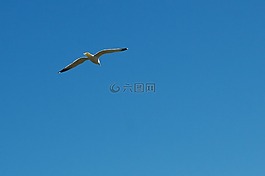 海鷗,海,鳥