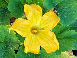 花,西葫蘆,小胡瓜