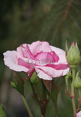 粉色,花,夏季花卉