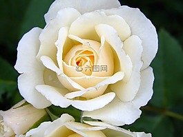 玫瑰,花,白