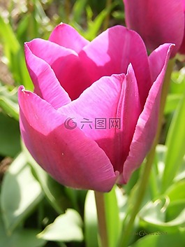 郁金香,花,鮮花