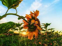 性質(zhì),太陽花,夏季