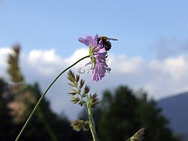 熊蜂,蜜蜂,花