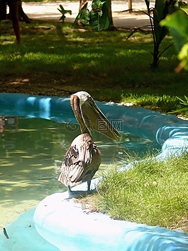 鳥,動(dòng)物園,異國情調(diào)