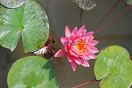 百合,水百合,花卉