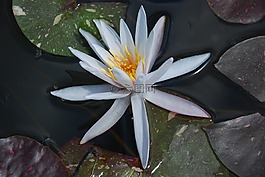百合,水百合,花卉