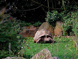龜,動(dòng)物園,動(dòng)物