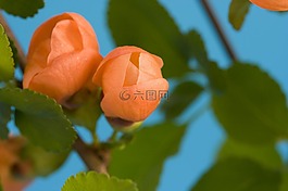 芽,年輕,花