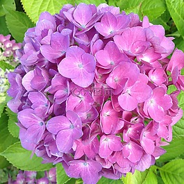 八仙花,開(kāi)花,粉紅色