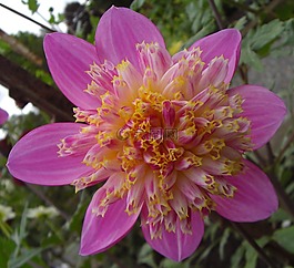 花,粉紅色,開花