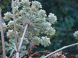 植物,種子,穗
