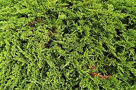 juniper,矮人,植物