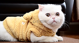 短毛,猫,猫科动物