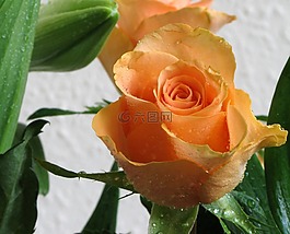 玫瑰,橙色,花