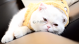 短毛,猫,猫科动物