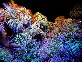 珊瑚,海,水族館