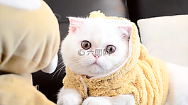 短毛,猫,猫科动物