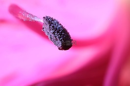 雄蕊,特寫,花