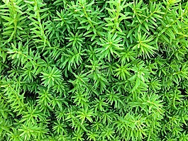 苔,綠色,性質(zhì)