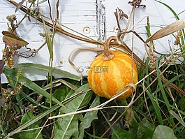 顏色,數(shù)字,照片