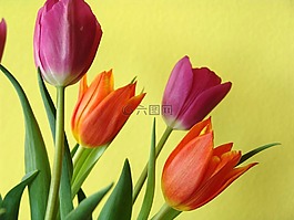 郁金香,橙色,紫色