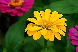 天性,菊花,黃色的花
