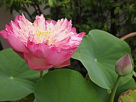 花,蓮花,粉紅色