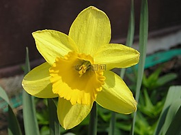 花,黃色,自然