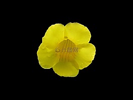 花,黃色,孤立