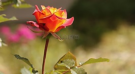 玫瑰,橙色,花卉