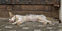 貓,睡眠,小貓