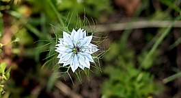矢車菊,花卉,藍(lán)色