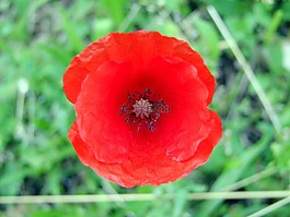紅色,吉普賽人,花