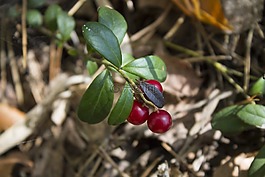 小紅莓,森林,莓果